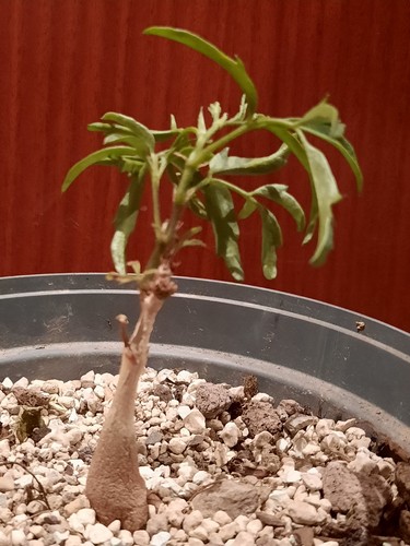 Cyphostemma elephantopus top - cyphostemma,