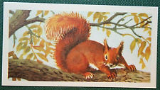 RED SQUIRREL Vintage 1958