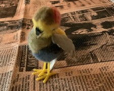 BunterVogel Wolltier Steiff