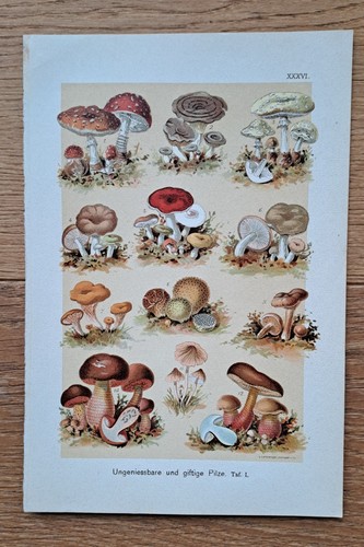 Giftige pilze original - giftige,