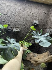Sammlungsauflösung, Monstera Lion Tail Aus Thailand Rarität