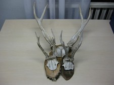 3 Stück Rehgeweih