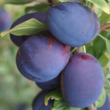 Zwergpflaume Hanna Stämmchen kleinbleibender Pflaumenbaum 100-120 cm 5 L Topf