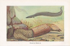 Meeraal Conger conger Seeaal Muränen Muraenidae Farbdruck von 1914 Fische