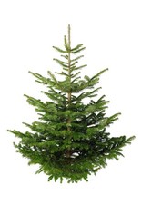 Weihnachtsbaum Nordmanntanne Christbaum echt Tannenbaum S-XXL Tanne 80 - 175 cm 