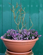 Schweizerweide Weide