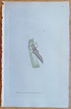 Libellula depressa Larve Libelle - Donovan Insekten seltener Farbdruck - 1792
