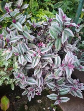 Zebra-Ampelkraut 4 x