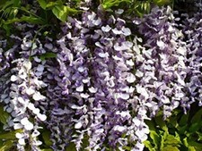 Chinesischer Blauregen Wisteria sinensis Pflanze 5-10cm Glyzine Glyzinie