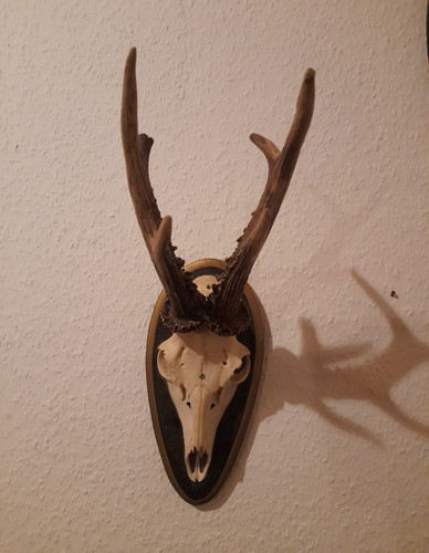 Rehgeweih mit schädel auf - mit,