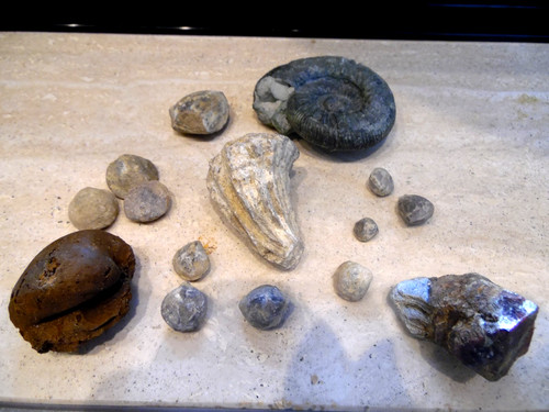 Fossilien sammlung - fossilien,
