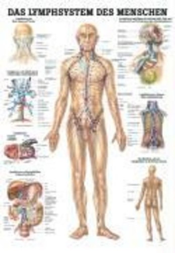 Anatomische lehrtafel das - anatomische, lehrtafel.