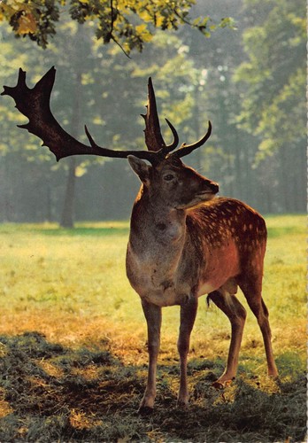 Tiere damhirsch gl1970 - damhirsch,