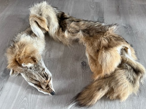 Soft mount taxidermy - soft, mount,
