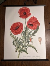 Mohn Klatschmohn  Blume