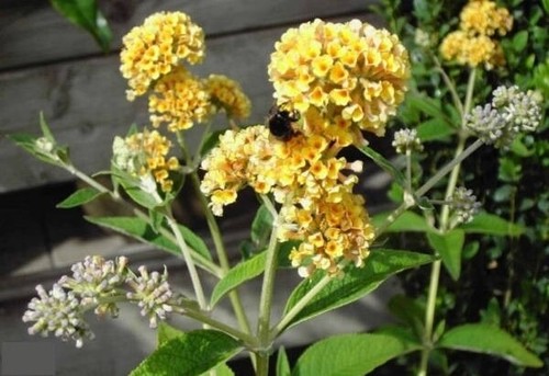 Buddleja weyeriana sungold - weyeriana,
