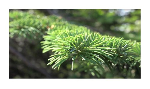 10x abies amabilis - abies,