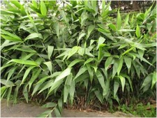 Bambusbesen - Tigergras -