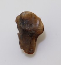 Saurierzahn, Ankylosaurus sp., Kreide, Judith River Fm, Montana, USA -L386