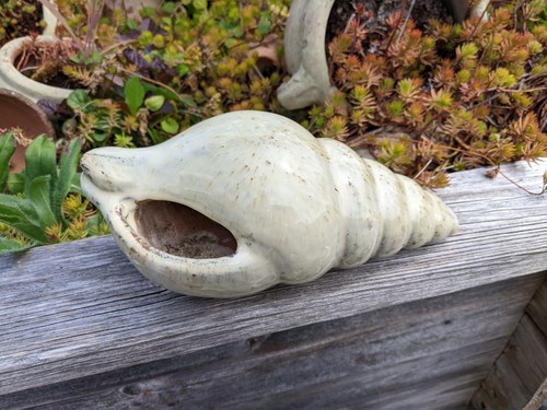 Muschel schnecke beige a - beige,