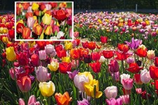 Mix Stück Tulipa