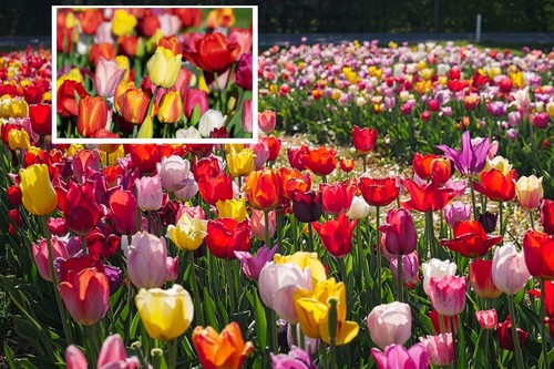 Mix stück tulipa - mix,