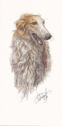 Windhund barsoi borzoi - *,