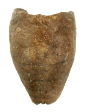 Dogger  Apiocrinus elegans