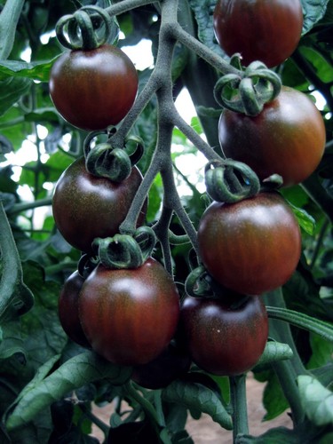 Tomate black opal samen - black,