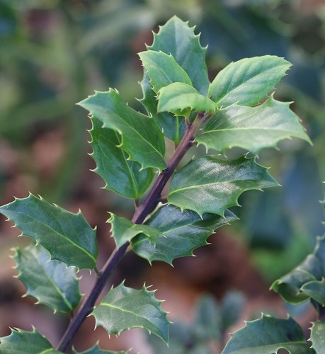 Stechpalme ilex männlich blue - männlich,