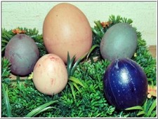 36 x Floristen Deko Stecker Ei   Restposten Sonderposten 