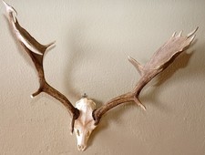 Schönes Damhirschgeweih  Fallow deer Trophy