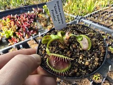 Dionaea muscipula "Giant x