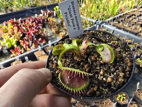 Dionaea muscipula giant x - muscipula,