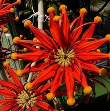 Feuerradbaum exotische