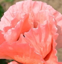 Türkischer Mohn 50 Samen