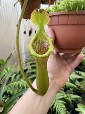 Nepenthes trusmadiensis