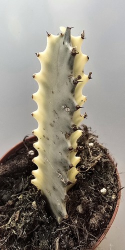 Euphorbia trigona ghost - euphorbia,