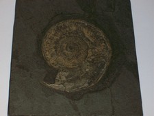 Ammonit Harpoceras serpentinum