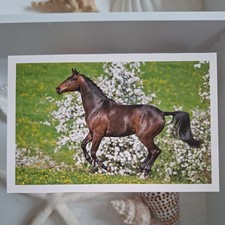 Pferdepostkarte AK Pferd Korsch Hannoveraner 03/2014