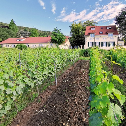 Pfalz weinstraße bad - pfalz,
