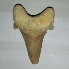 großer versteinerter Hai Zahn