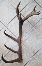 großes Hirsch Geweih  2,7 kg