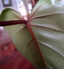RARE Philodendron Red Emerald