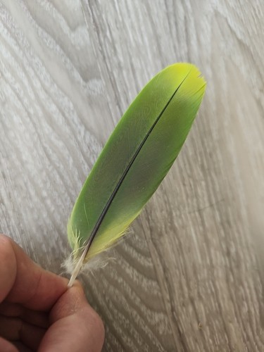 Gelb grün - 13,5, 💚💛
