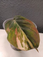 Philodendron Micans Variegated