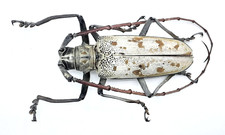 Cerambycidae, Batocera