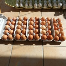 10 bis 60 ausgeblasene Hühner