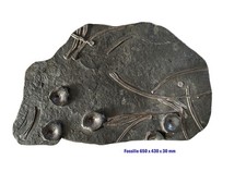 Granitplatte mit Fossilien als