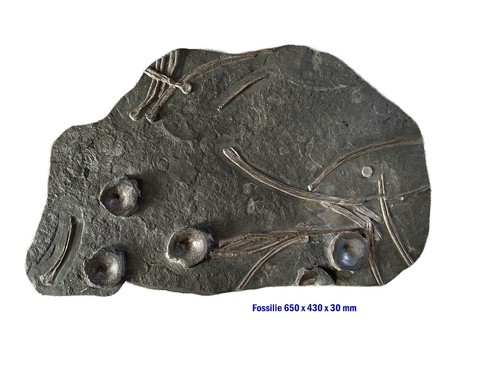 Granitplatte mit fossilien - fossilien, als